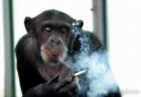 通常,大猩猩的平均寿命是40岁,动物园发言人说,他很难想象,"查理"