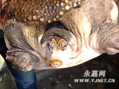 渔民捕获重8.3斤珍珠鳖伸出头后长55厘米(图)