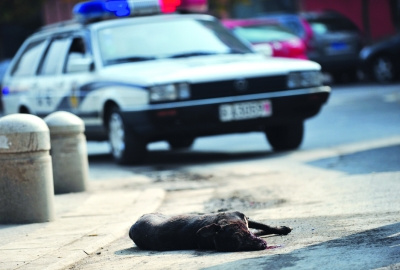 凤凰西街被打死的第二只狗