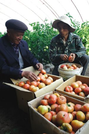 菜农收获西红柿。