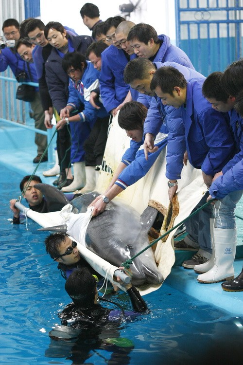 图文: 长沙海底世界 从日本引进2头海豚