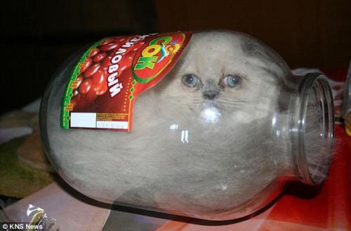 俄罗斯小猫Ksyusha喜欢把身体缩成小小的一团，钻进狭小的空间和容器里。