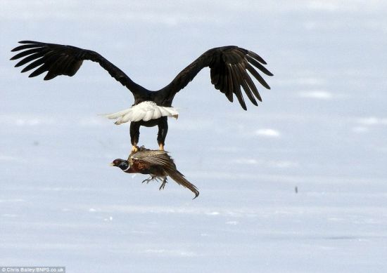 摄影师抓拍秃鹰猎食野鸡瞬间(组图)