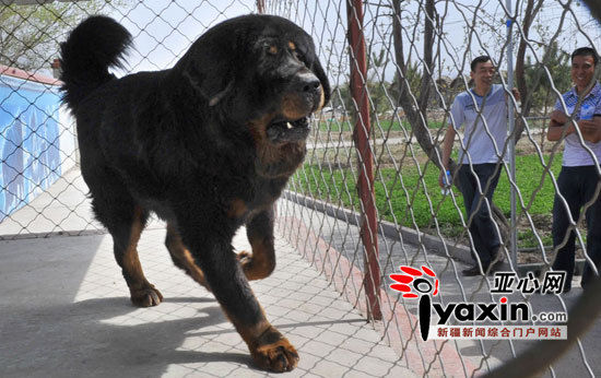 4月20日"天价"藏獒"巨熊"在位于三坪农场的天山藏獒部落"休整.