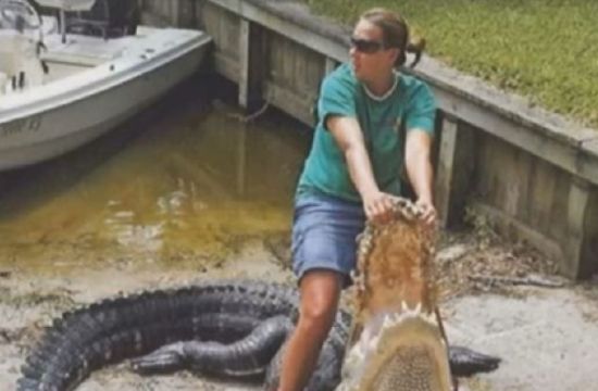 今年佛罗里达州捕获的最大的鳄鱼是一条体长超过4米的短吻鳄，成功捕获它的是汉考克夫妇。