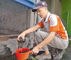 屏东县里港养鸡户江志明在鸡舍发现大批蚯蚓，坊间传说大地震前兆。 台湾中国时报图