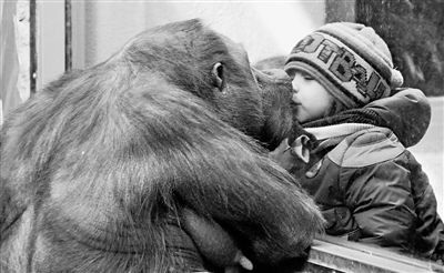 大猩猩与小男孩亲密接触