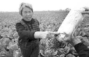 海安县李堡镇红旗村，当地菜农看着已经坏掉的白菜，一脸愁容。 快报记者 辛一 摄