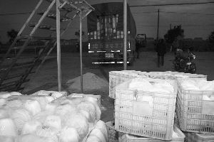 昨天17时，海安李堡镇光明村白菜中转站，一辆满载白菜的外地大货车正准备出发。实习生 马晶晶 摄