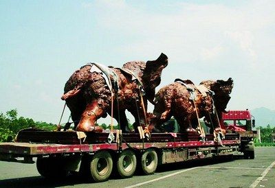 　装载这两头木雕大象的车子已经严重超高。刘斌 摄