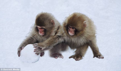 猴子也会滚雪球