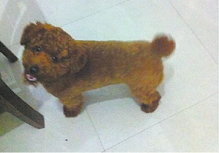 男子进宠物店寻所丢贵宾犬 小狗朝其大叫(图)|