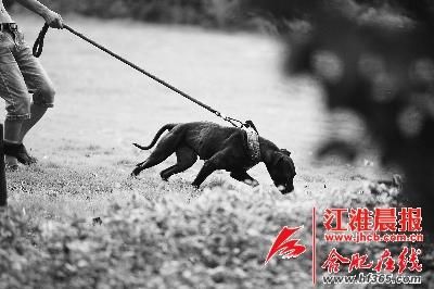 8岁男童在叔叔家被比特犬咬死(图)|咬死|比特犬