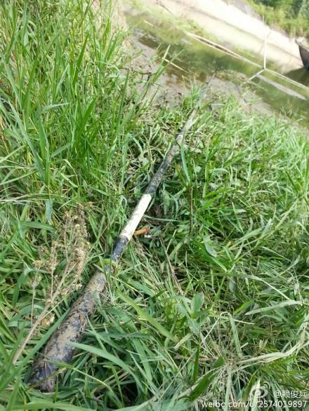  男子钓鱼 将鱼竿甩到高压线 当场 触电身亡 (组图