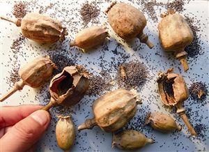 罂粟壳含有吗啡、可待因等30多种生物碱，长期食用会慢性中毒，最终上瘾
