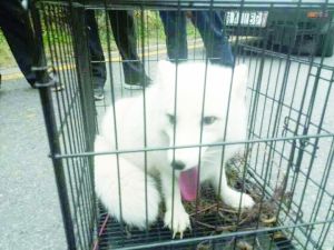白狐最终被抓住。李先生 摄 白狐最终被抓住。李先生 摄