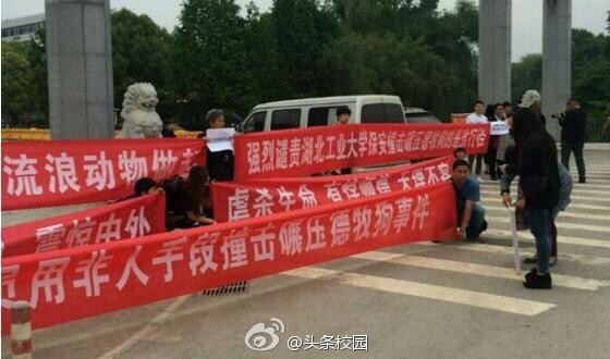 集结拉横幅为狗讨说法,合适吗|爱狗人士|湖北工业大学保安撞狗_新浪新闻