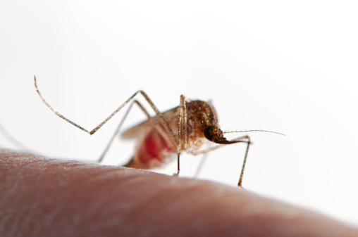 吃这6种食物易招蚊子 你还敢吃它们吗?