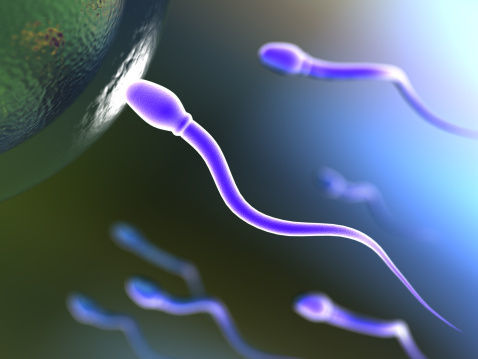 男人产生精子的能力能持续多久
