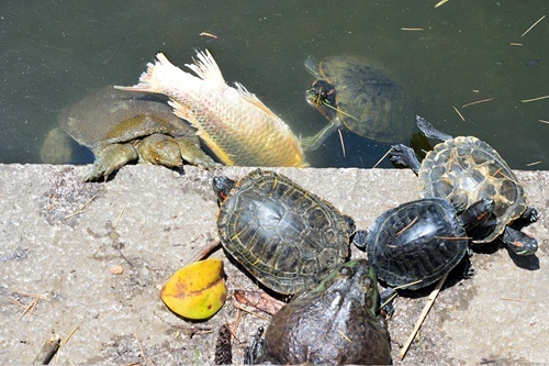 青岛湛山寺放生池“龟满为患”叠罗汉