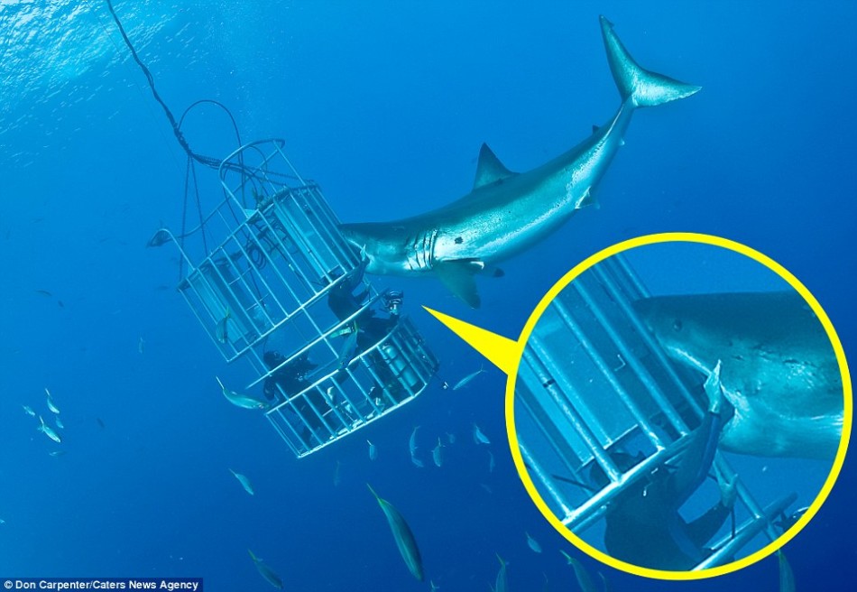 屏住呼吸的瞬间！勇敢潜水员直面4.6米长大白鲨
