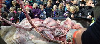 丹麦动物园当众解剖狮子:血腥杀虐还是科学普及