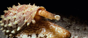 世界最毒动物：地纹芋螺用毒液作武器