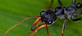 动物界超能力者：从螳螂虾到蚂蚁