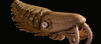 还原寒武纪海洋动物体貌：滤食性怪物形似虾