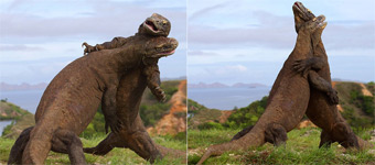 现实中的侏罗纪世界：科莫多巨蜥搏斗