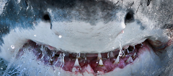 摄影师拍摄巨齿大白鲨：血盆大口似卡通形象