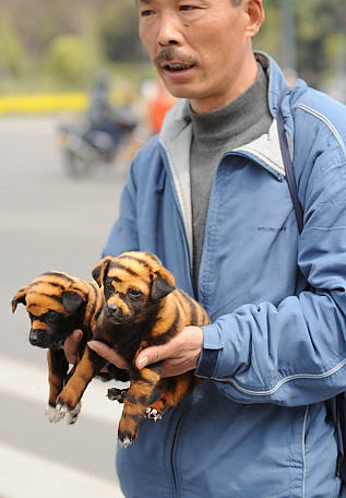 流动小贩沿街兜售着脏兮兮的虎犬.