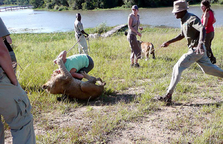 英女教师狮口惊险逃生(多图)