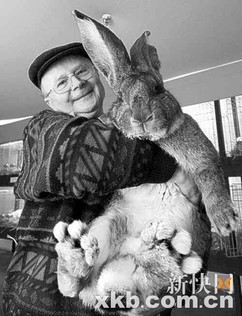 世上最大兔子1.2米长