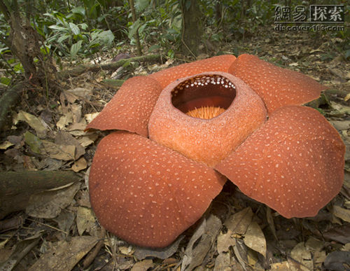 世界十大奇异植物：最大最臭"大王花"