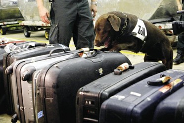 19日,在德国法兰克福机场,海关人员带领嗅探犬