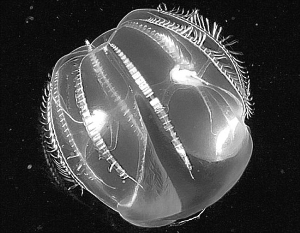 最近一年发现1000个新物种