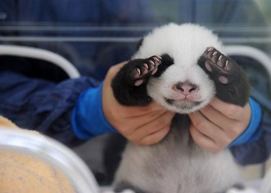 大熊猫幼仔
