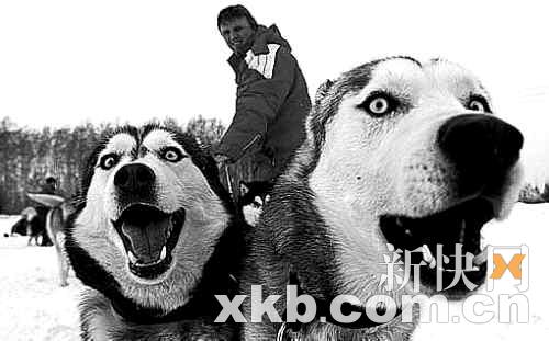 美国狗拉雪橇大赛