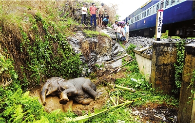 火车撞大象