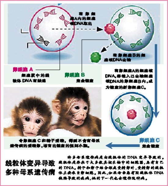 线粒体变异导致多种母遗传病