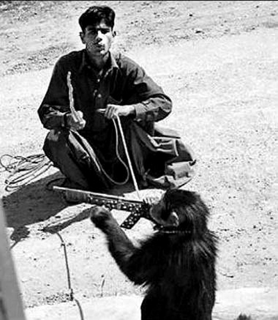 塔利班训练猴子士兵作战(图)