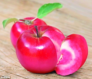 百分百苹果 天生番茄肉_新闻中心_新浪网