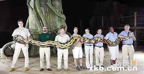 刚载入吉尼斯世界纪录 全球最长圈养蛇死亡