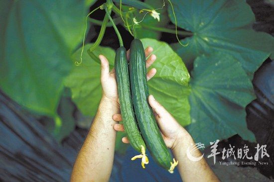 529գʡֵһңһũֳƹ