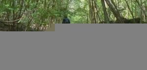 富士山下有个“自杀森林”