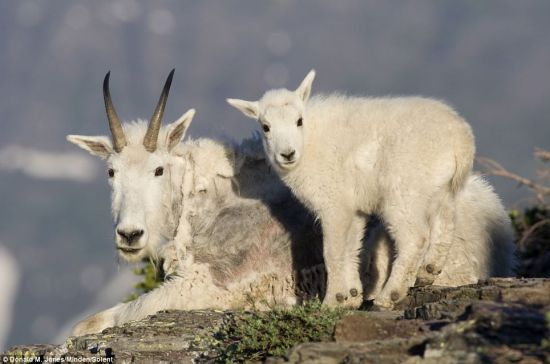 美国害羞小羊高难度动作躲镜头[1]