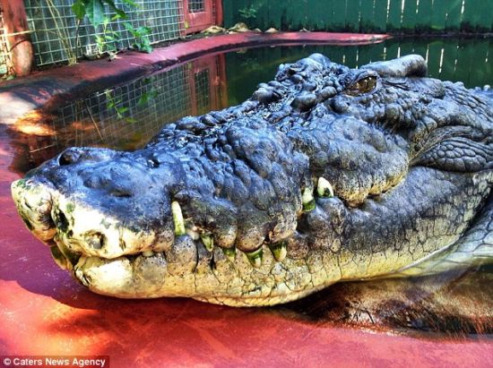 澳洲84岁猎手与世界最大鳄鱼惊险生活30年[1 中国日报网