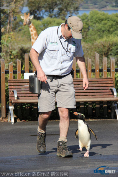 悉尼动物园傲娇小企鹅跟饲养员一起开心散步[