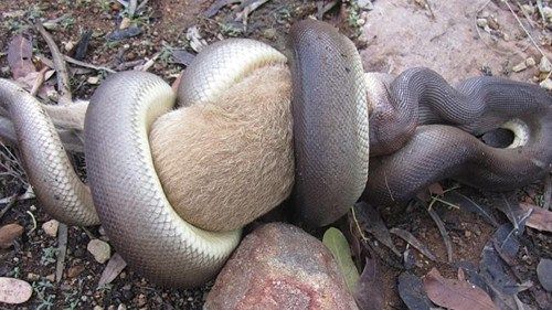 澳大利亚野生动物园内一条大型蟒蛇生吞袋鼠幼
